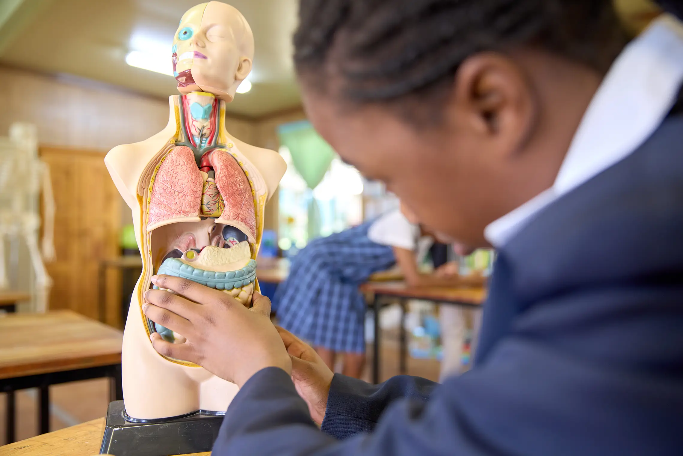 Summerhill student learning anatomy with a classroom model